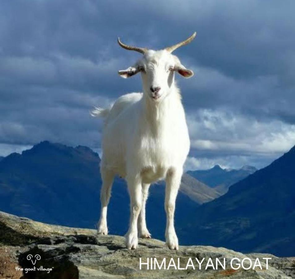 The Goat Village Myani Exterior photo